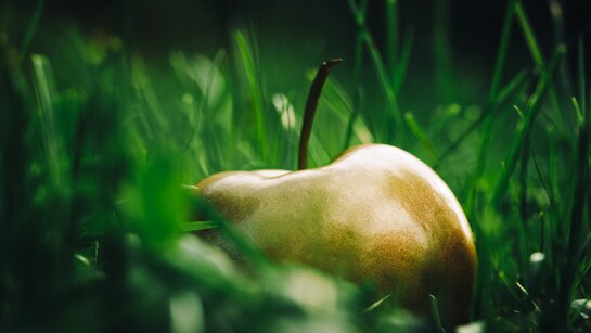 Goldene Äpfel